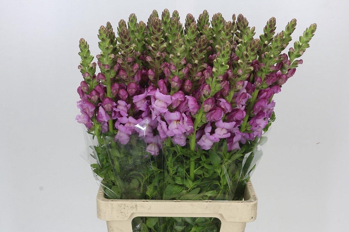 <h4>Antirrhinum Potomac Lavender</h4>