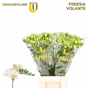 Freesia du Volante