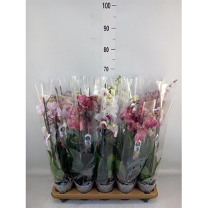 Phalaenopsis   ...mix  6