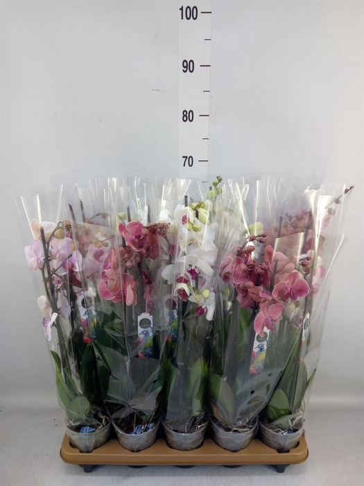 <h4>Phalaenopsis   ...mix  6</h4>