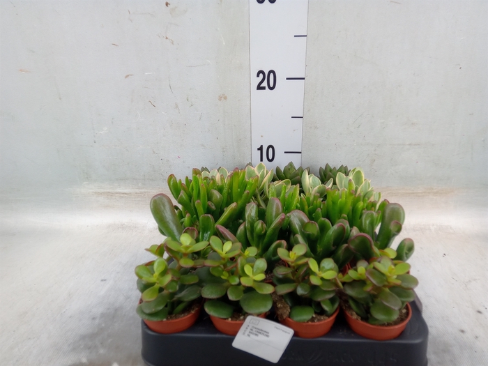 <h4>Crassula   ...mix</h4>