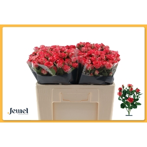 ROSA TR 'FIREWORKS'