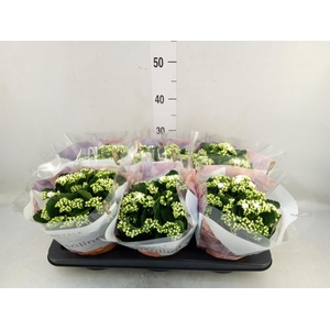 Kalanchoe blos. 'RosDon Dione'