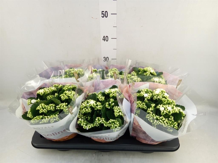 <h4>Kalanchoe blos. 'RosDon Dione'</h4>