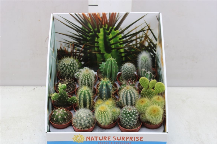 <h4>Cactus Gemengd Showdoos</h4>