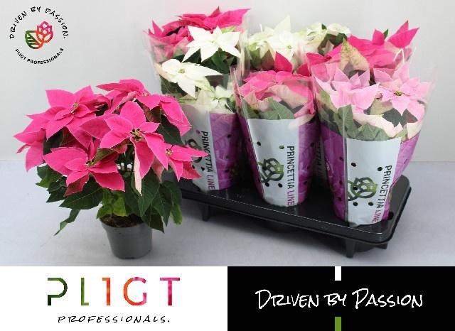 <h4>EUPHOR P PRI GEM</h4>