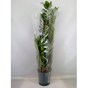 Zamioculcas zamiifolia