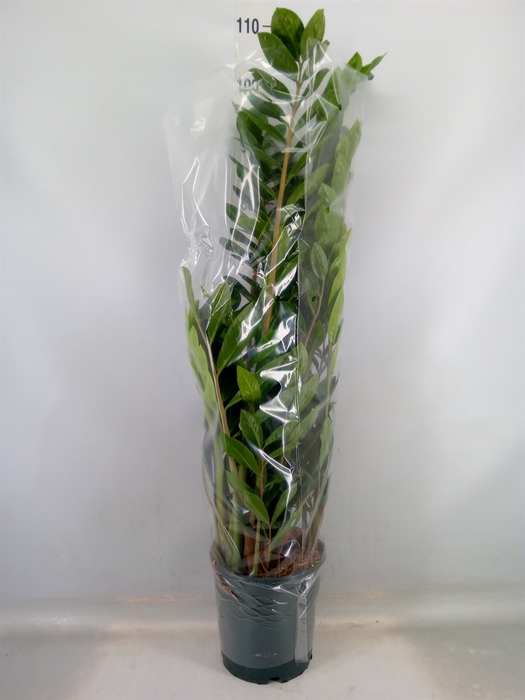 <h4>Zamioculcas zamiifolia</h4>
