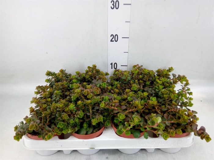 <h4>Sedum   ...</h4>