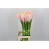 Zantedeschia Eydolls Salmon