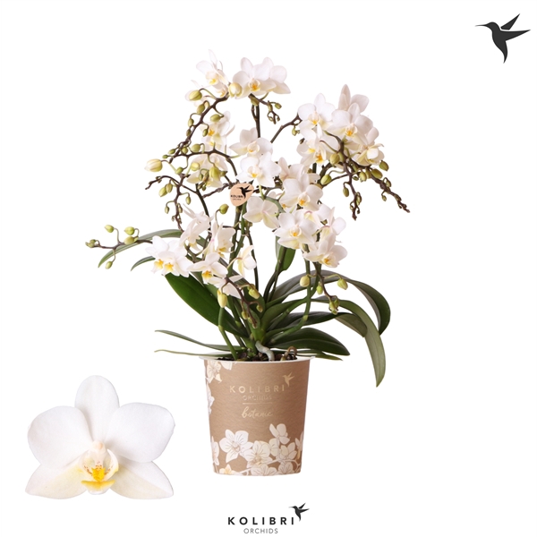 <h4>Kolibri Orchids Phalaenopsis Botanic 4 spike</h4>