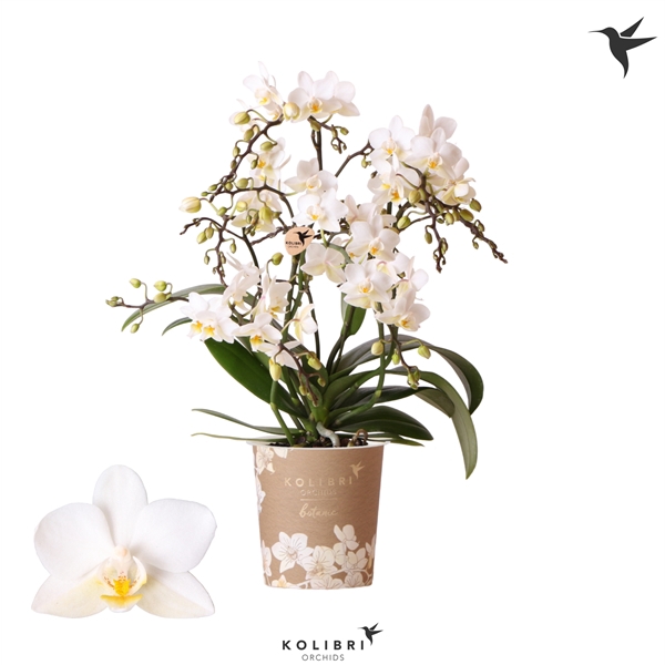 <h4>Kolibri Orchids Phalaenopsis Botanic Liberty 4 spike</h4>
