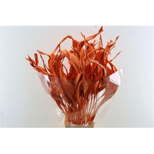 Dried Strelitziablad Orange P Stem