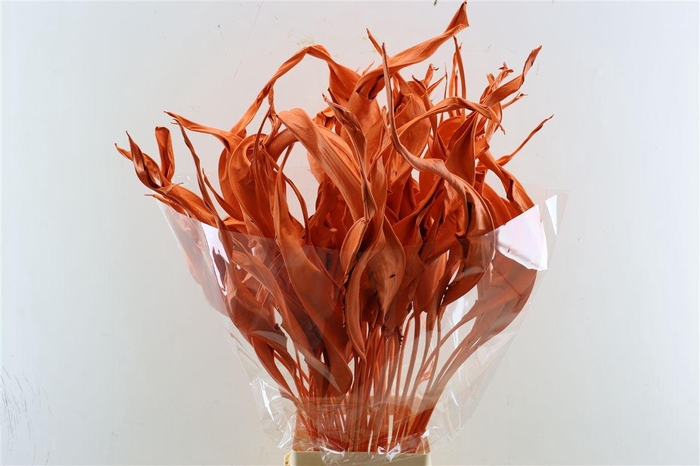<h4>Dried Strelitziablad Orange P Stem</h4>