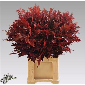 Eiken Blad Bub Rood Ouerc