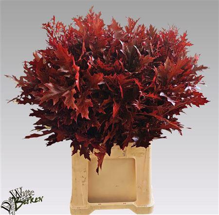 <h4>Eiken Blad Bub Rood Ouerc</h4>
