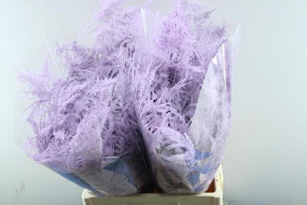 <h4>Asp Extra Veer Milka</h4>