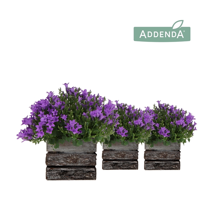 <h4>Campanula Addenda Ambella Intense purple in Wooden Bark</h4>
