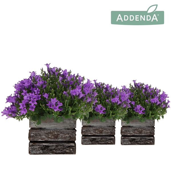 Campanula Addenda Ambella Intense purple in Wooden Bark