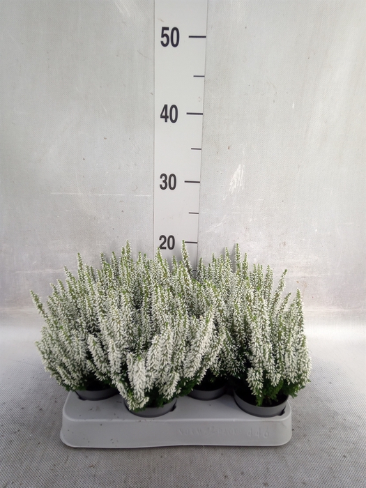 <h4>Calluna vulg. 'Beauty L Venca'</h4>