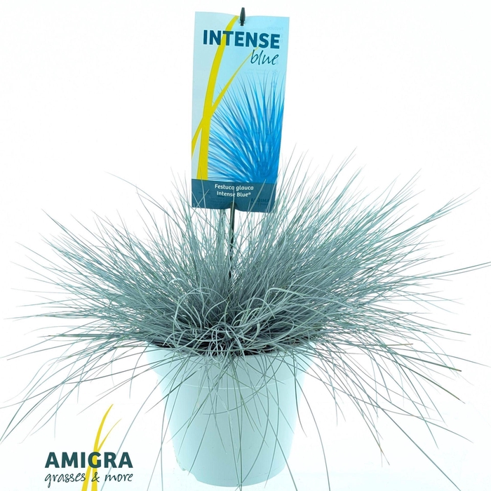 <h4>Festuca glauca</h4>