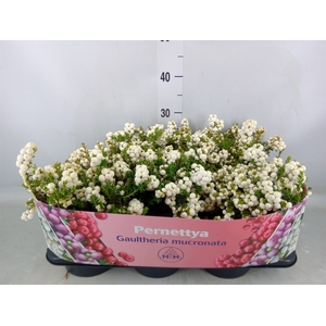 Gaultheria mucronata