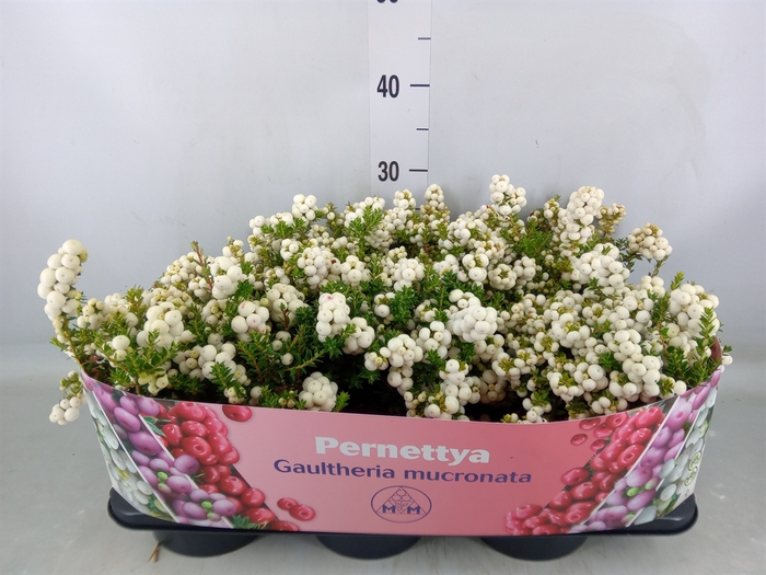 <h4>Gaultheria mucronata</h4>