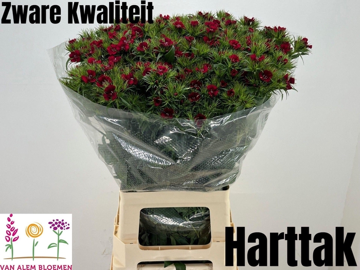 <h4>DI BARB S WILL RED</h4>