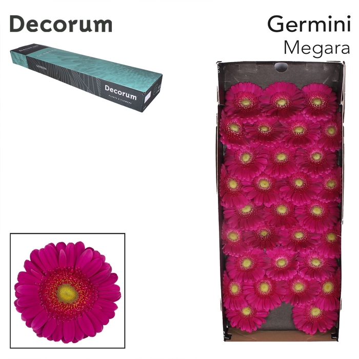 <h4>Germini Megara Doos</h4>