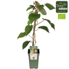 Actinidia deliciosa Jenny P19 - Self-fertile - Tasty Green bio