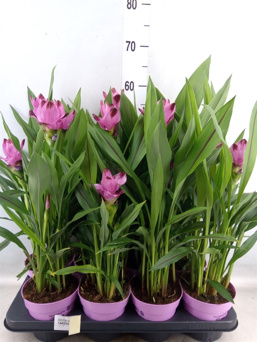 <h4>Curcuma alism. 'Siam Splash'</h4>