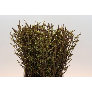 Forsythia Intermedia Spectabilis