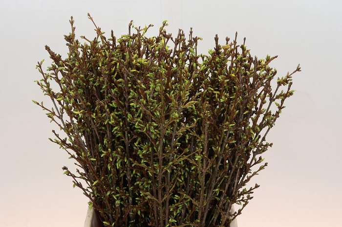 <h4>Forsythia Intermedia Spectabilis</h4>