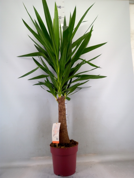 Yucca elephantipes   ...