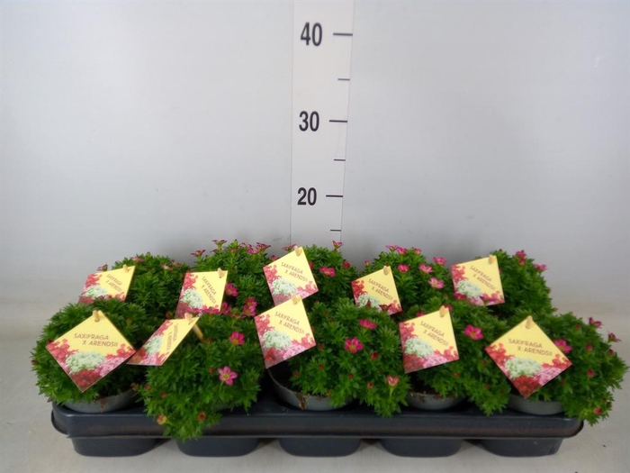 <h4>Saxifraga arend. 'Ice Colour Red'</h4>