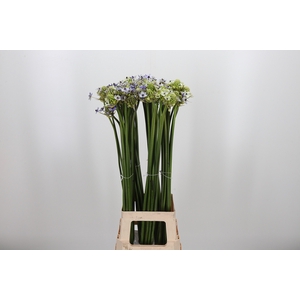 Ornit Saun Kl Bh Paars