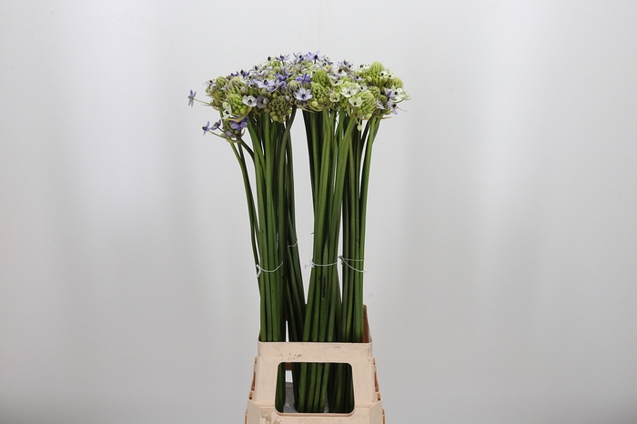 <h4>Ornit Saun Kl Bh Paars</h4>