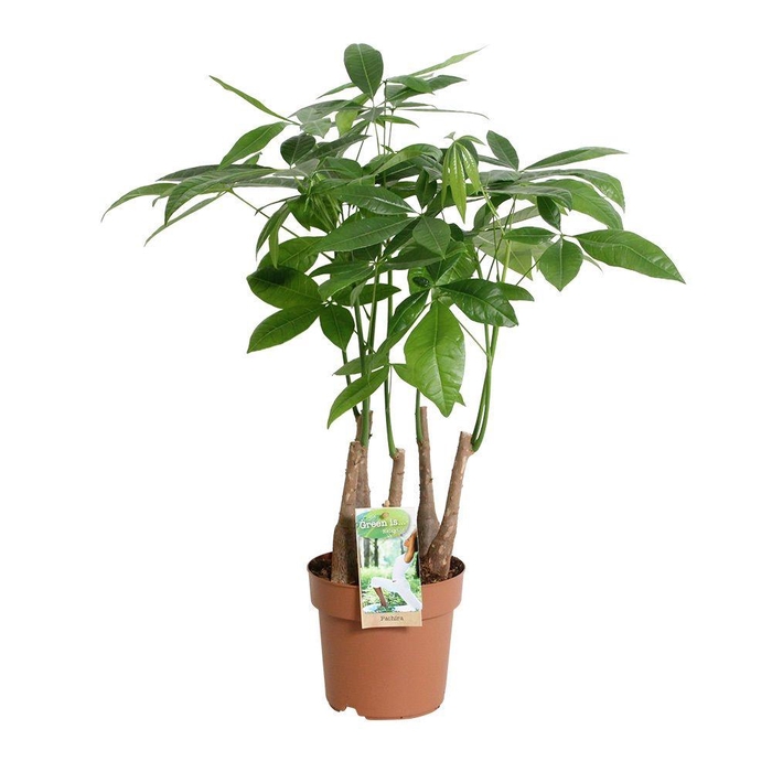 <h4>Pachira aquatica multi-stam</h4>
