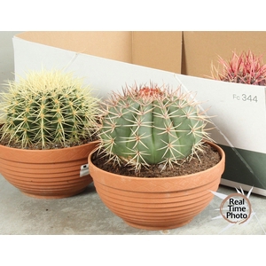 CACTUS OV