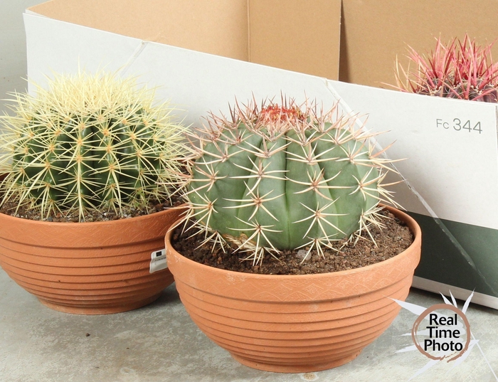 CACTUS OV