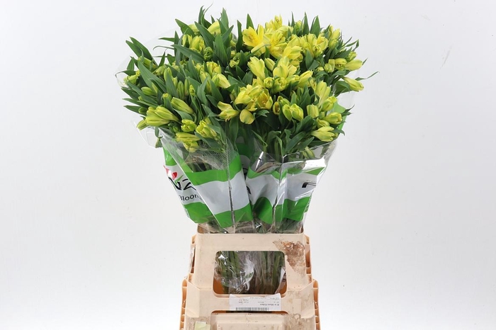 <h4>Alstr Sunny Lady Fu</h4>