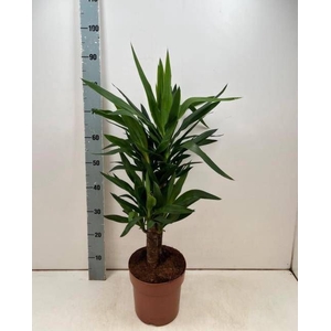 YUCCA