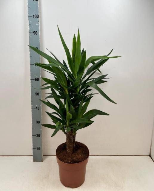 <h4>YUCCA</h4>