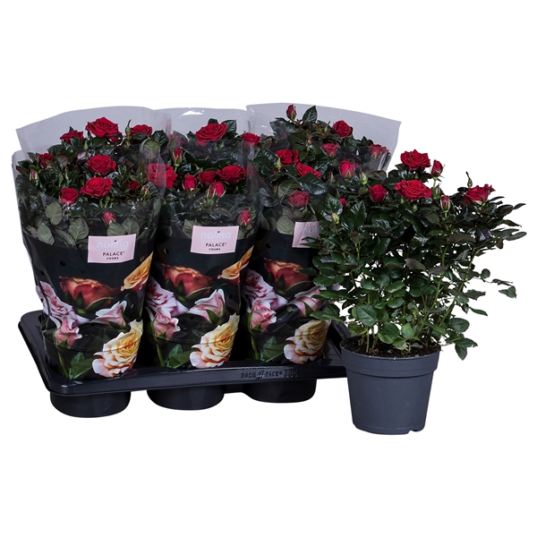 Nolina Roses Ø 17 cm Red st. 1-2