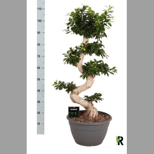 Ficus microcarpa 'Ginseng'