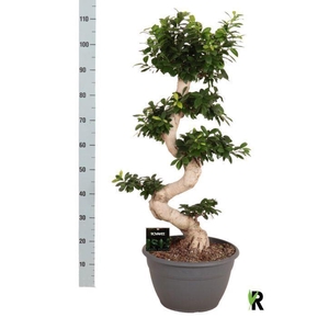 Ficus microcarpa 'Ginseng'