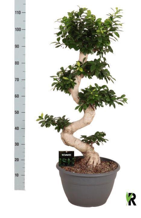 <h4>Ficus microcarpa 'Ginseng'</h4>
