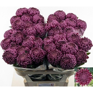 Chr G Bigoudi Purple