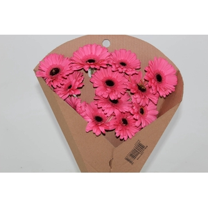 GERBERA PRE INTENZZ >10 CM DIAM <050 CM ROSA