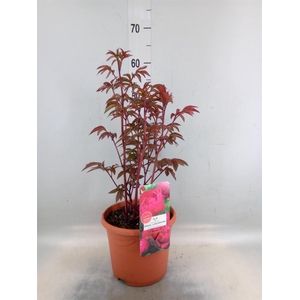 Paeonia lact. 'Karl Rosenf'